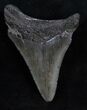 Lower Megalodon Tooth - South Carolina #13684-1